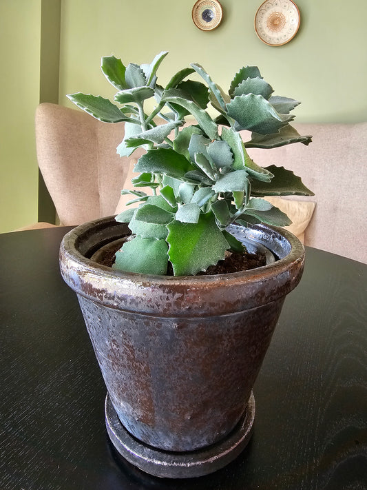 House Doctor - Urtepotte med underskål, HDFlower, Brun, H: 14 x Dia.: 16 cm.