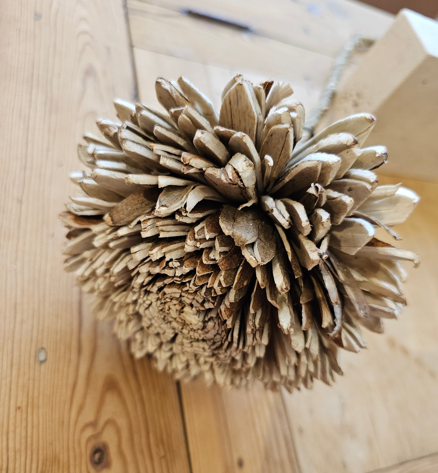 Jakobsdals - Flore Zinnia Decoration, Natur