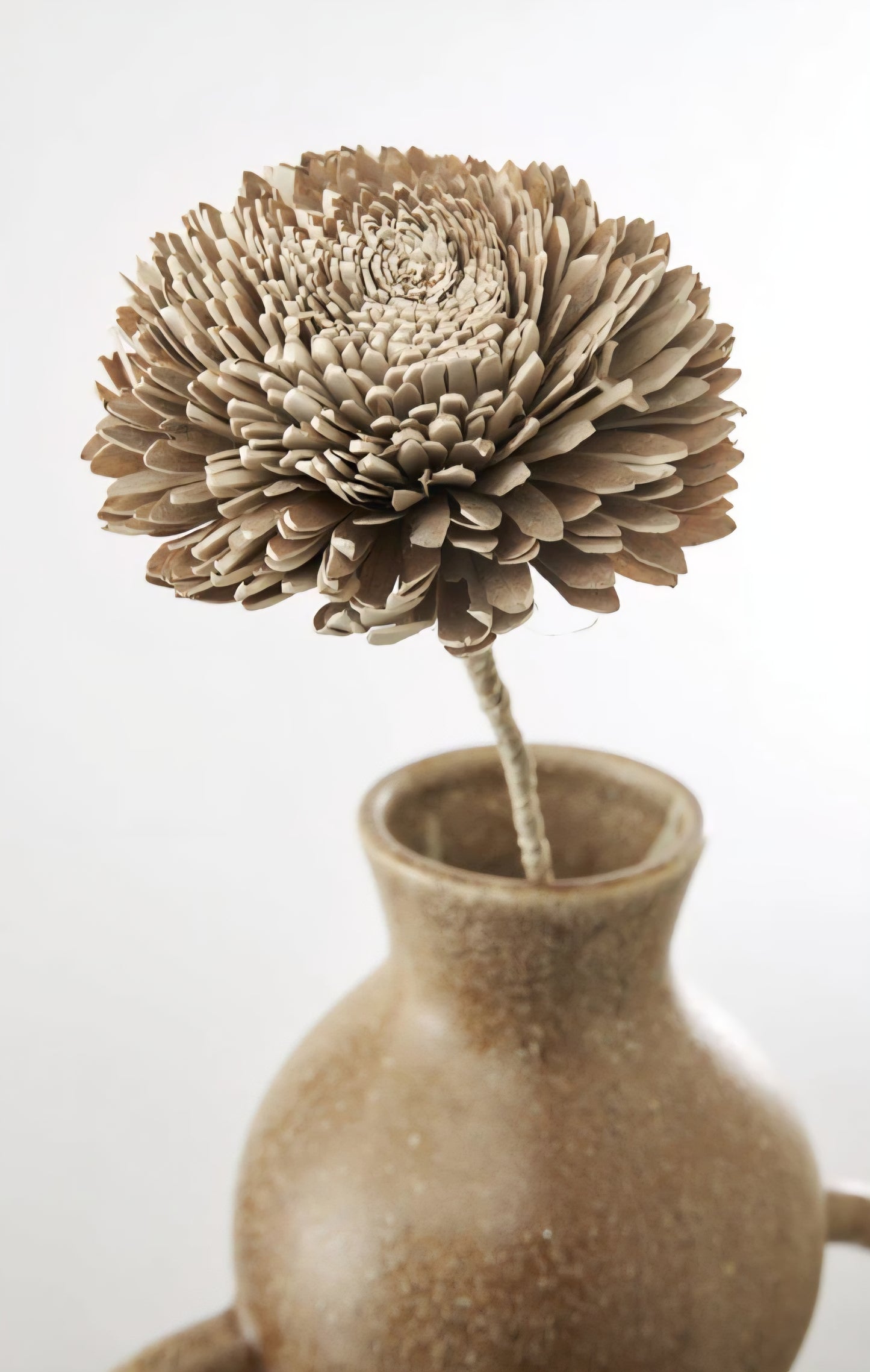 Jakobsdals - Flore Zinnia Decoration, Natur