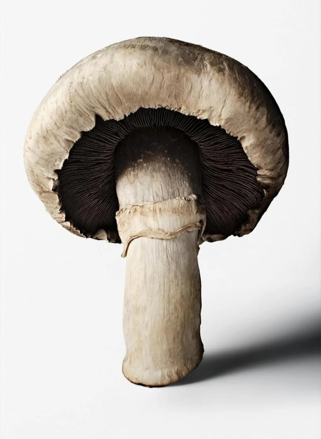 New Mags - The Gourmand´s Mushroom. A Collection of Stories & Recipes