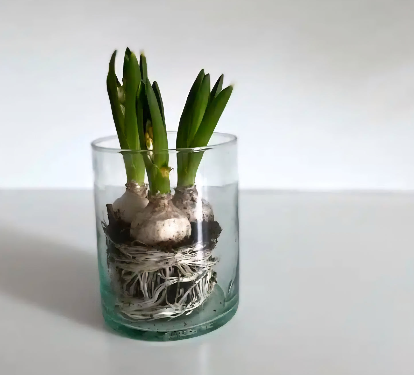 Manupura Living - Lysestage/Vase, Casablanca Klar, H15 cm.
